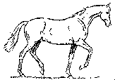Trotting horse.gif (9204 bytes)